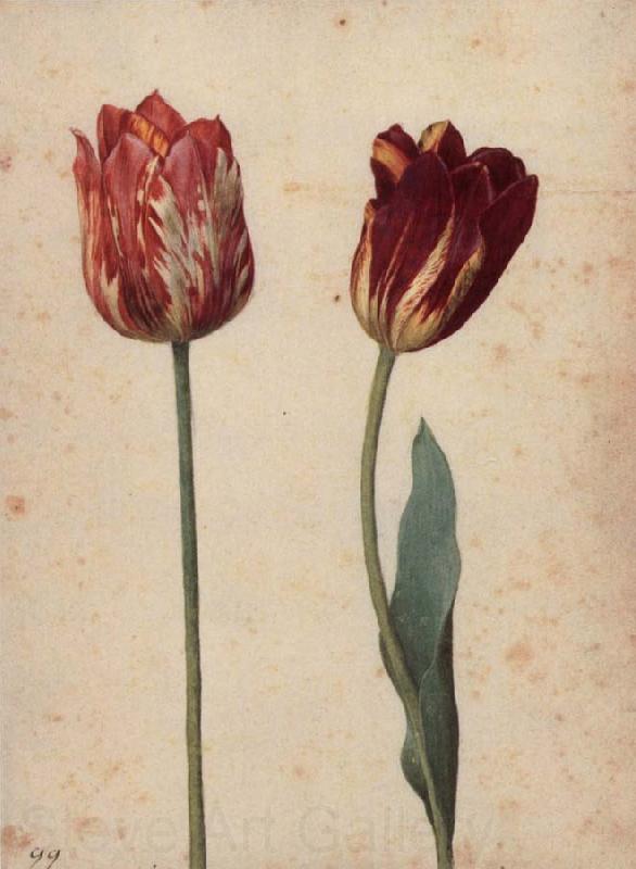 Georg Flegel Two Tulips